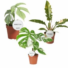 Speciella krukväxter