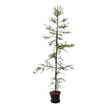 TREEDLES