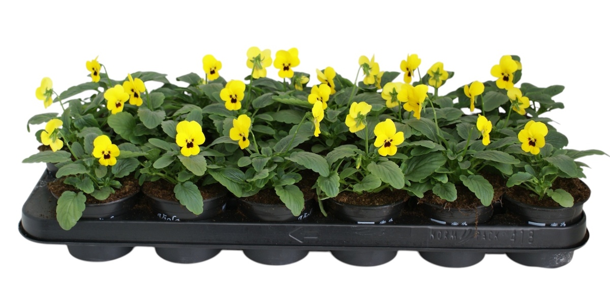 Main image on product details page