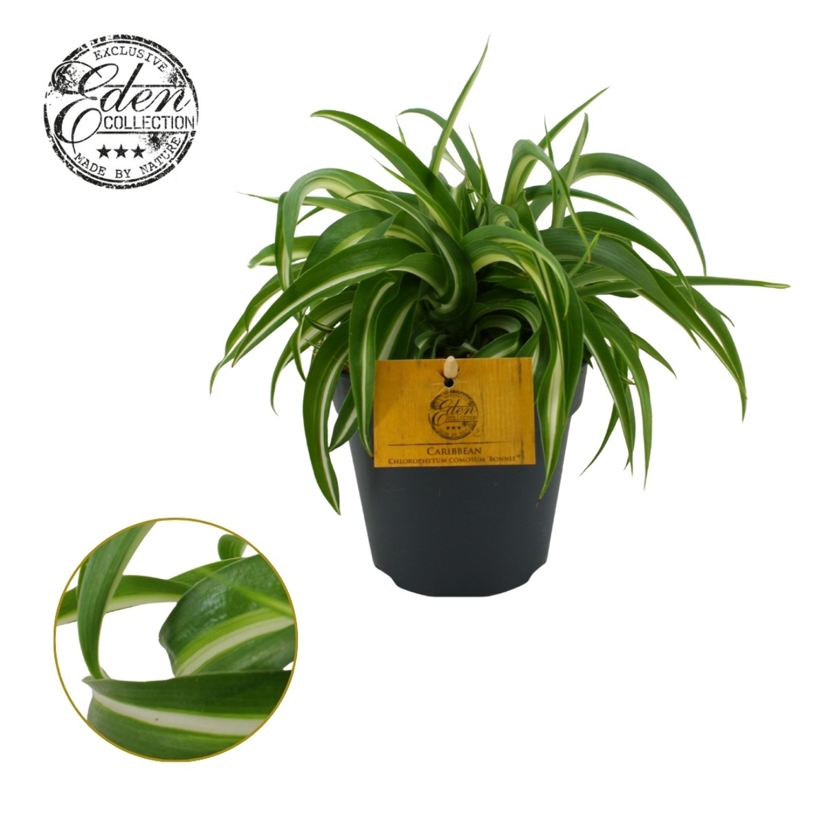 Main image on product details page