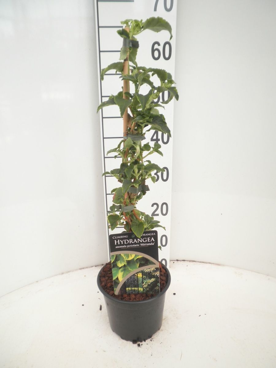 Main image on product details page