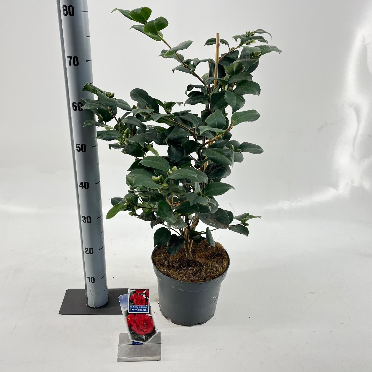 Main image on product details page