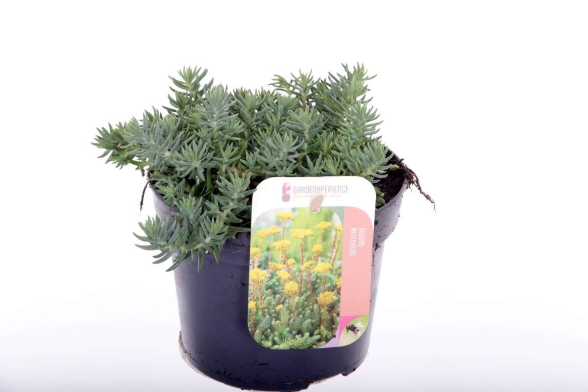 Main image on product details page