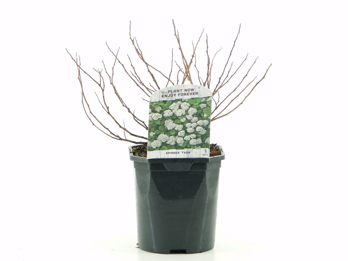 Main image on product details page