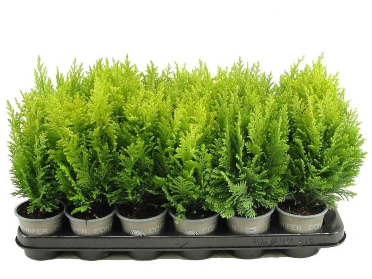 Main image on product details page