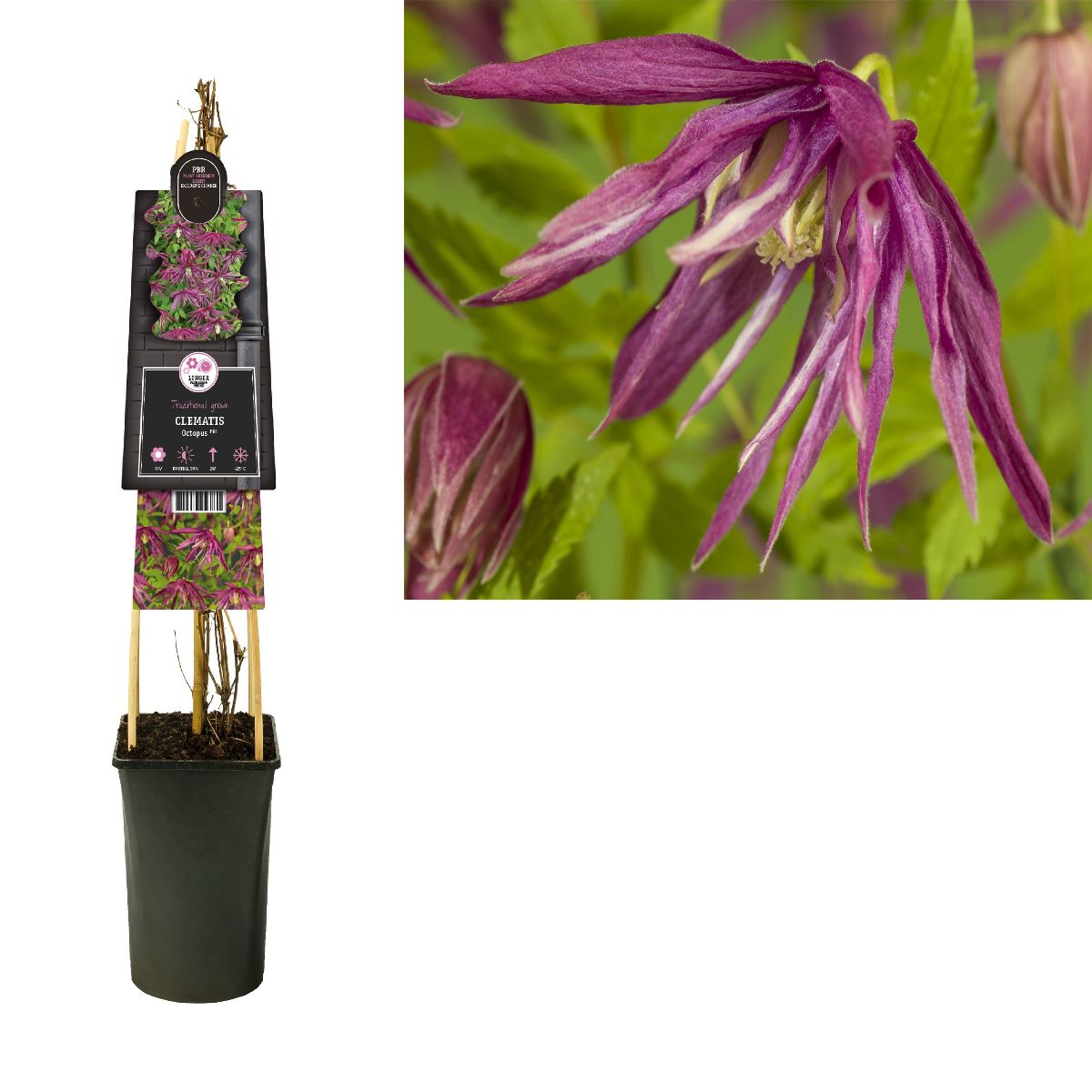 Main image on product details page