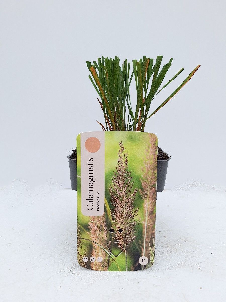 Main image on product details page