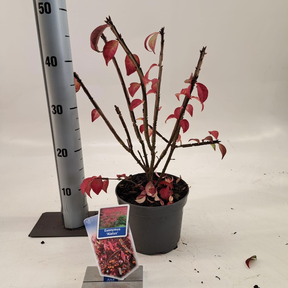 Main image on product details page