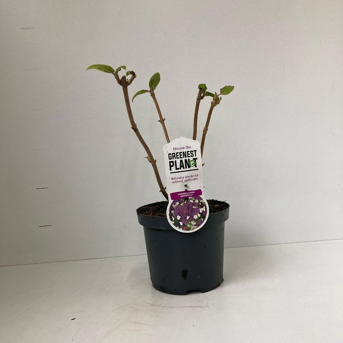 Main image on product details page