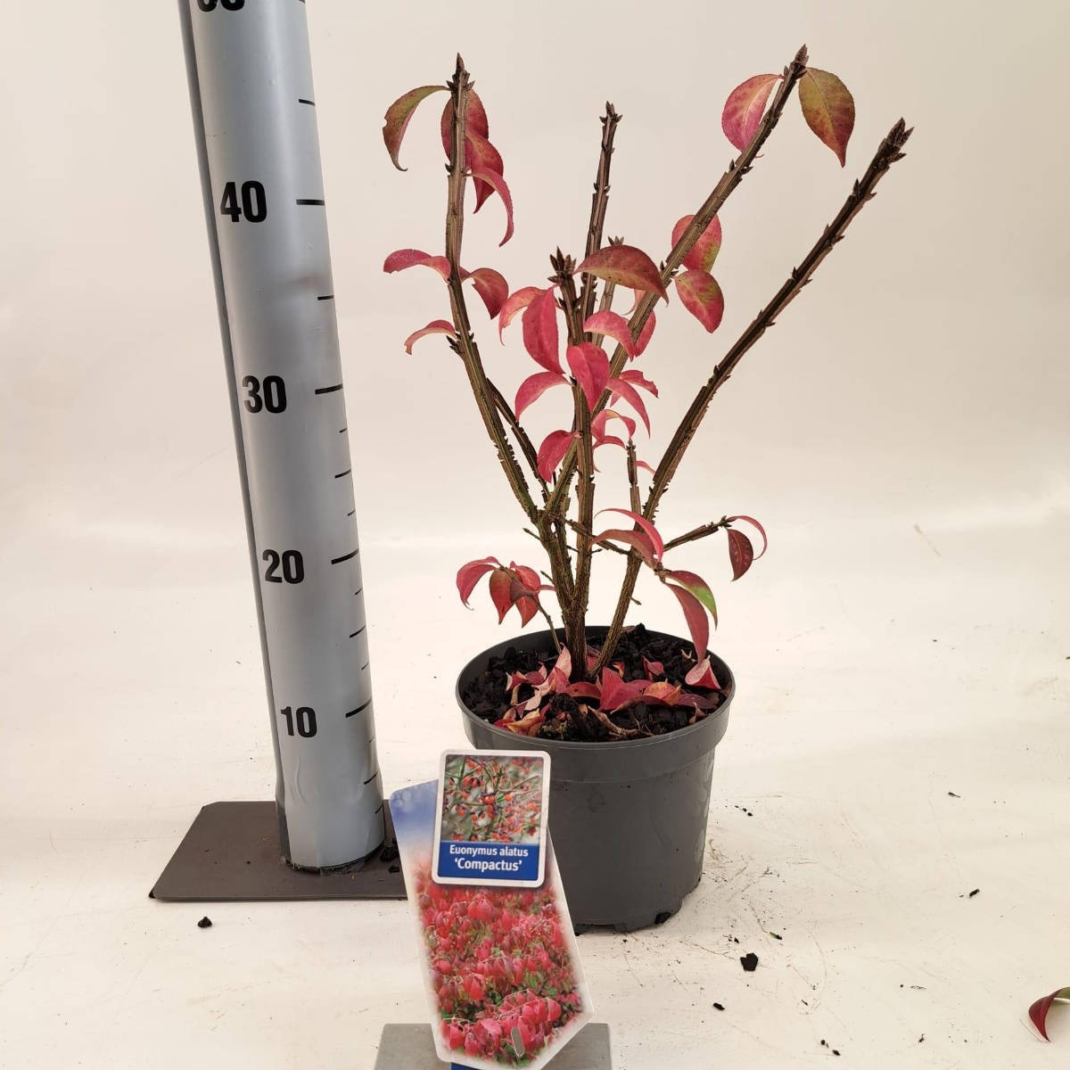 Main image on product details page