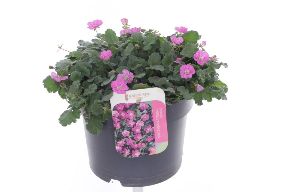 Main image on product details page