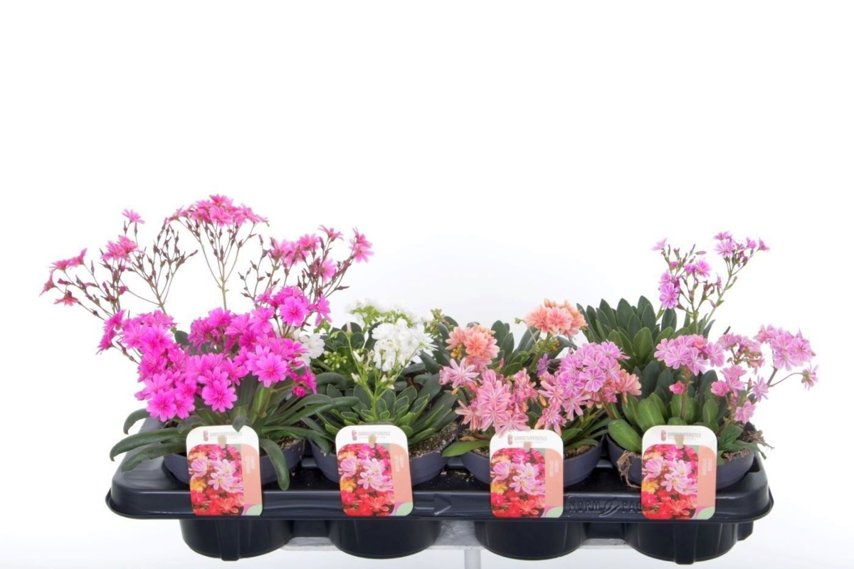 Main image on product details page