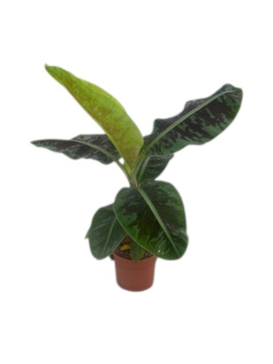 Main image on product details page