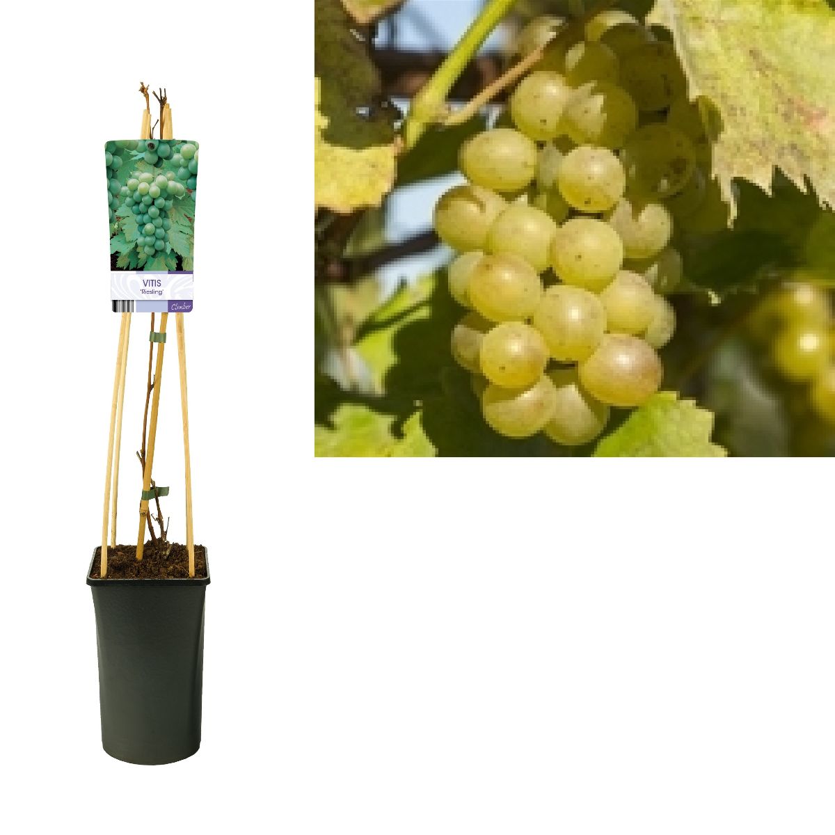 Main image on product details page