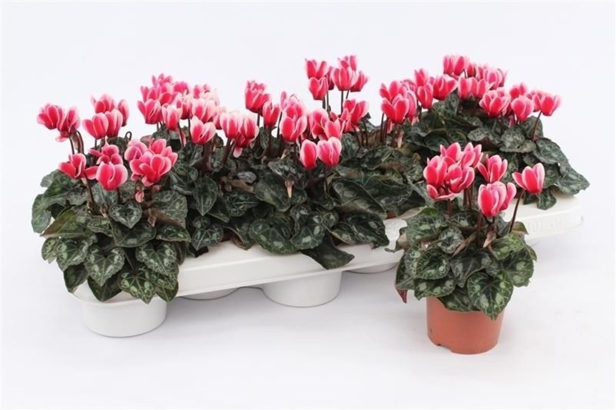 Main image on product details page