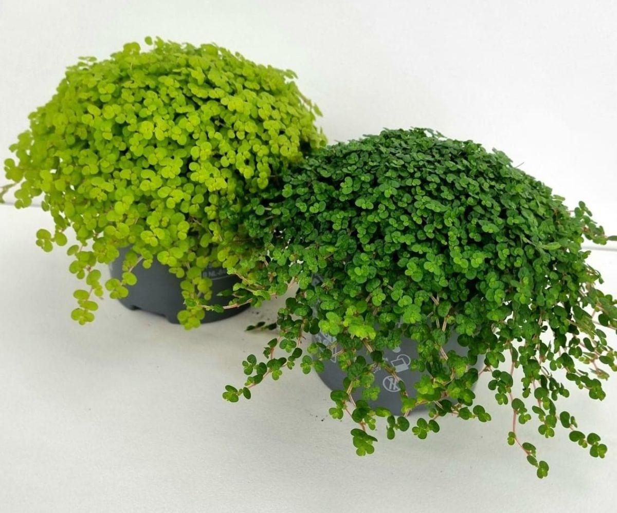 Main image on product details page