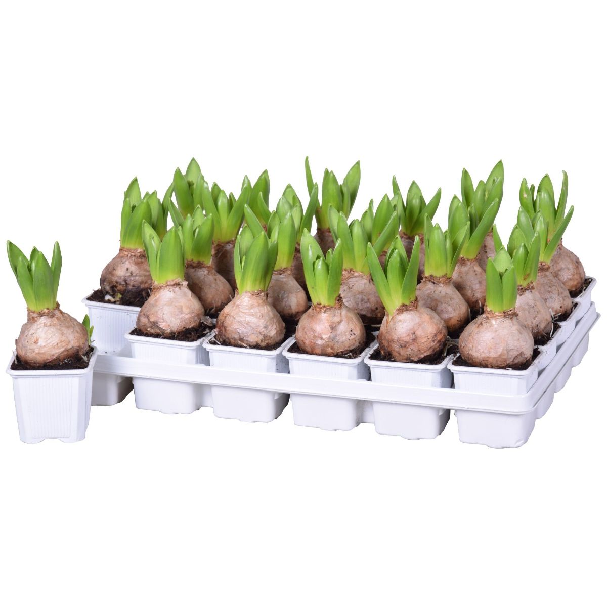 Main image on product details page