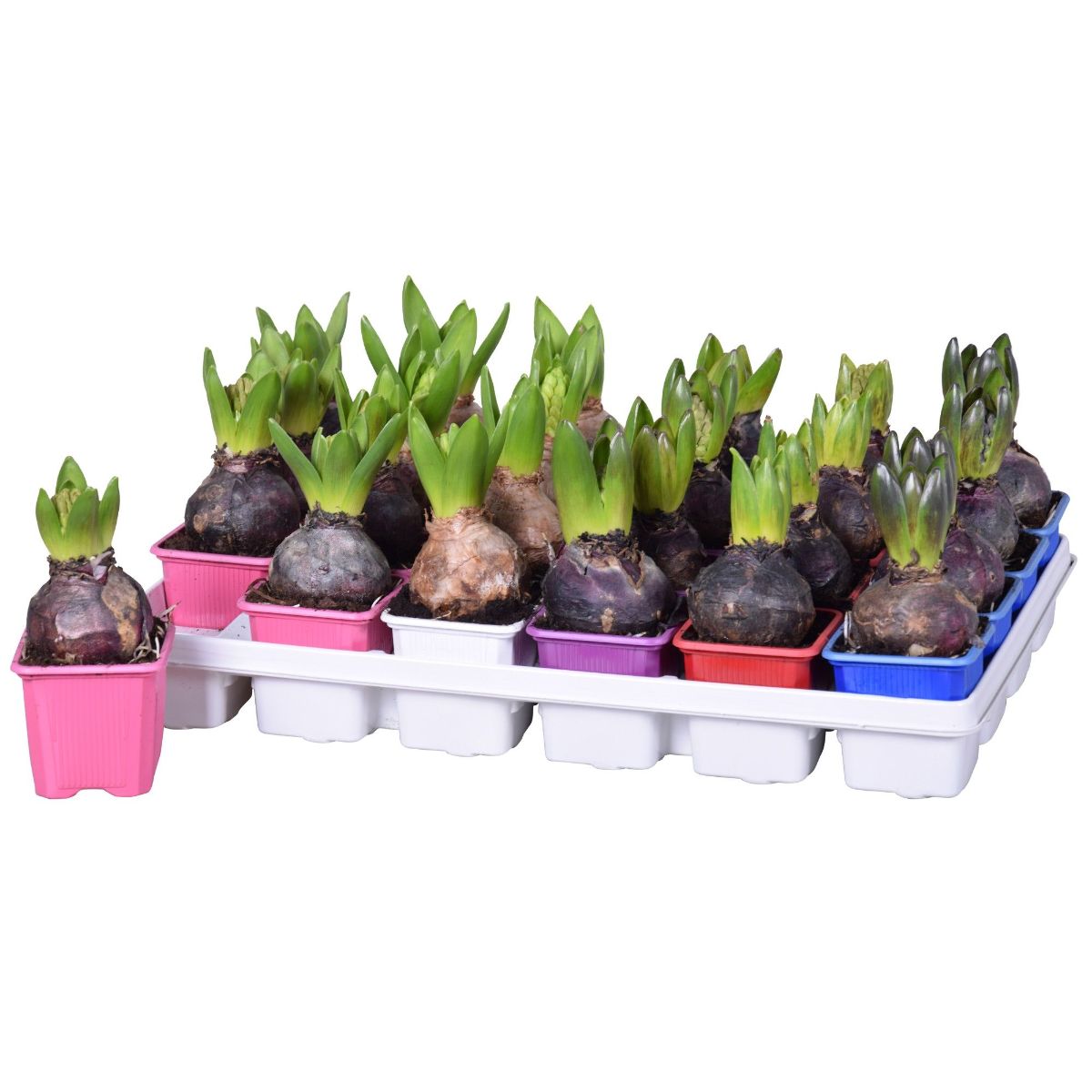 Main image on product details page