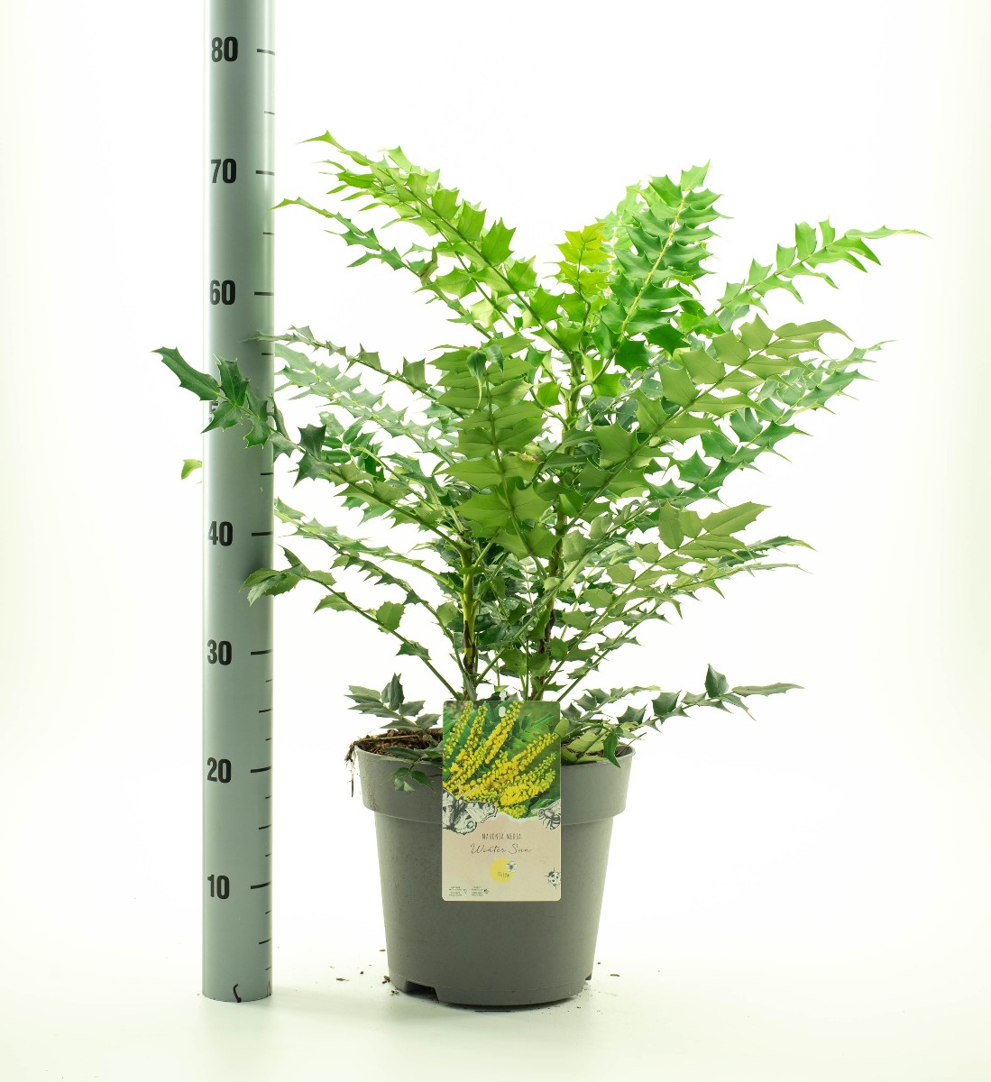 Main image on product details page