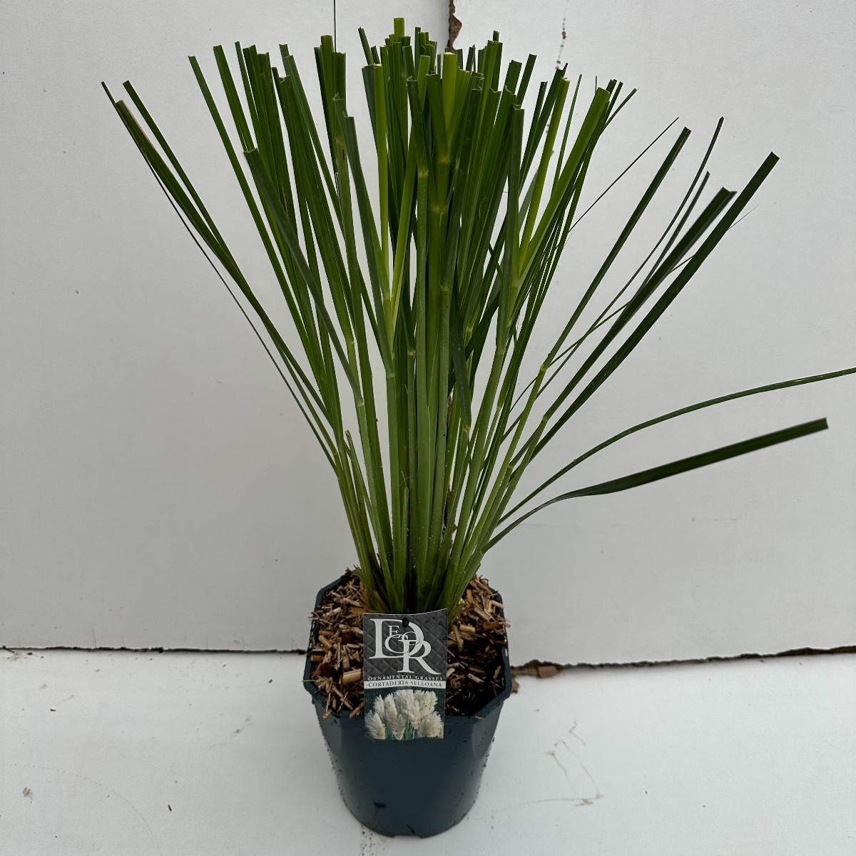 Main image on product details page