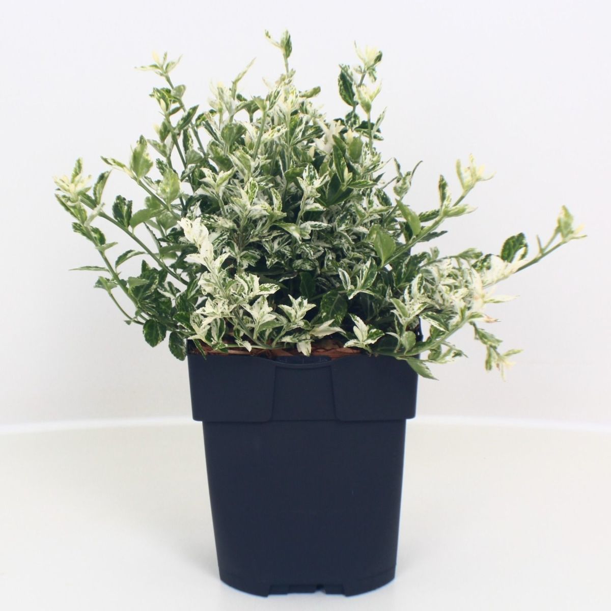 Main image on product details page