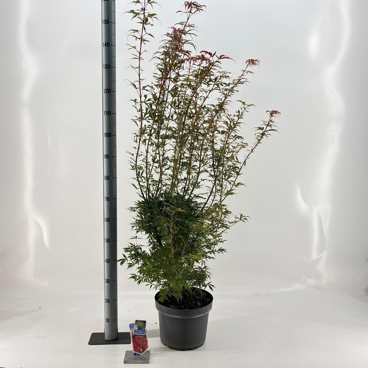 Main image on product details page