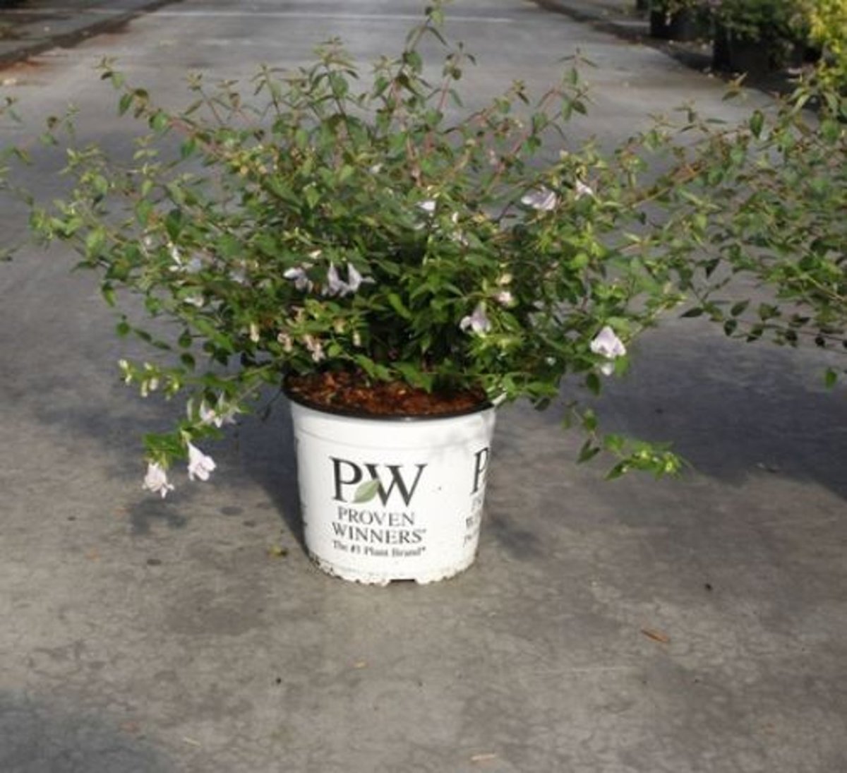 Main image on product details page