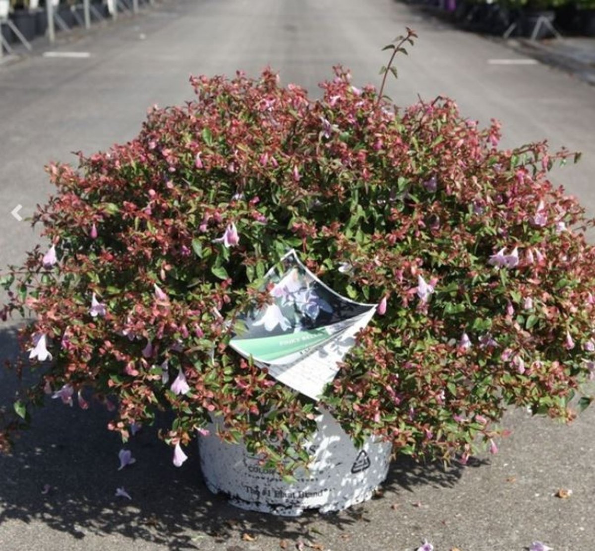 Main image on product details page