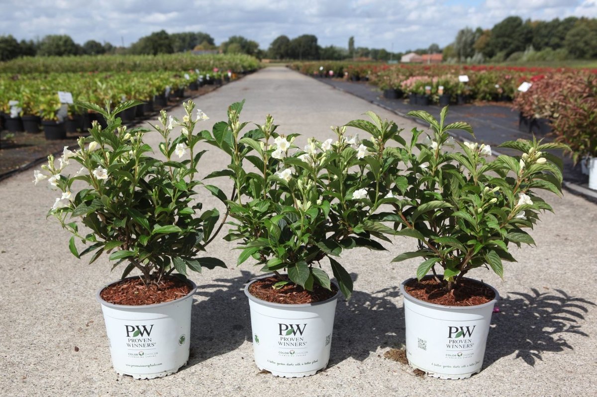 Main image on product details page