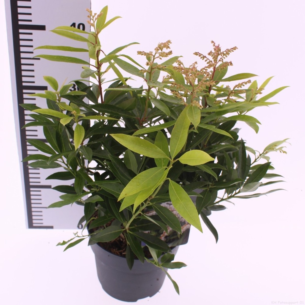 Main image on product details page