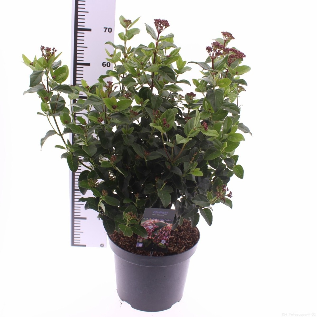 Main image on product details page