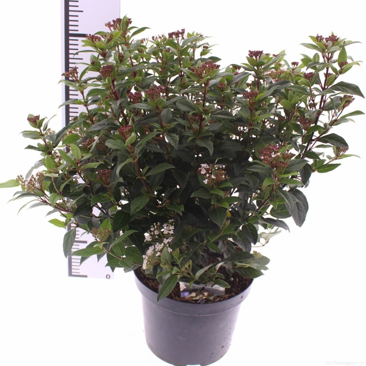 Main image on product details page