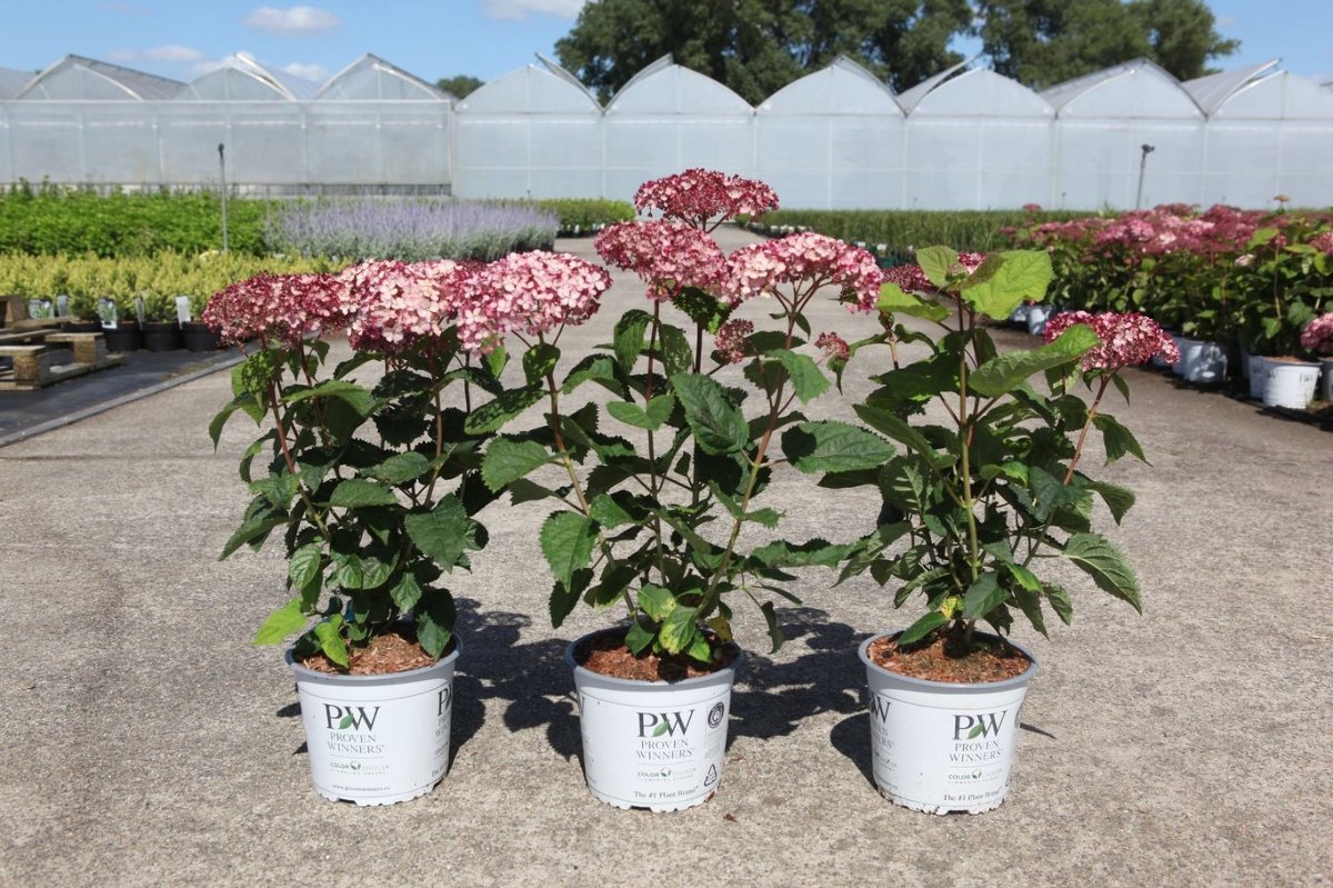 Main image on product details page