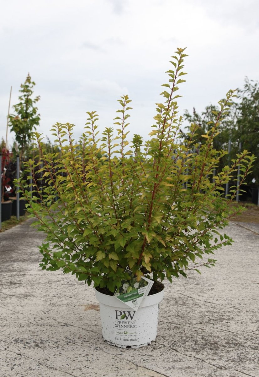 Main image on product details page