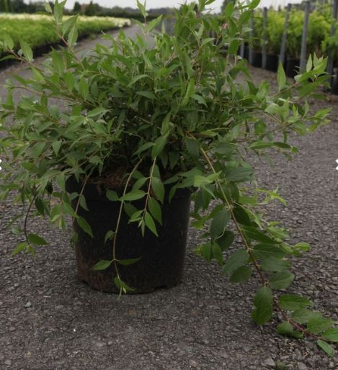 Main image on product details page