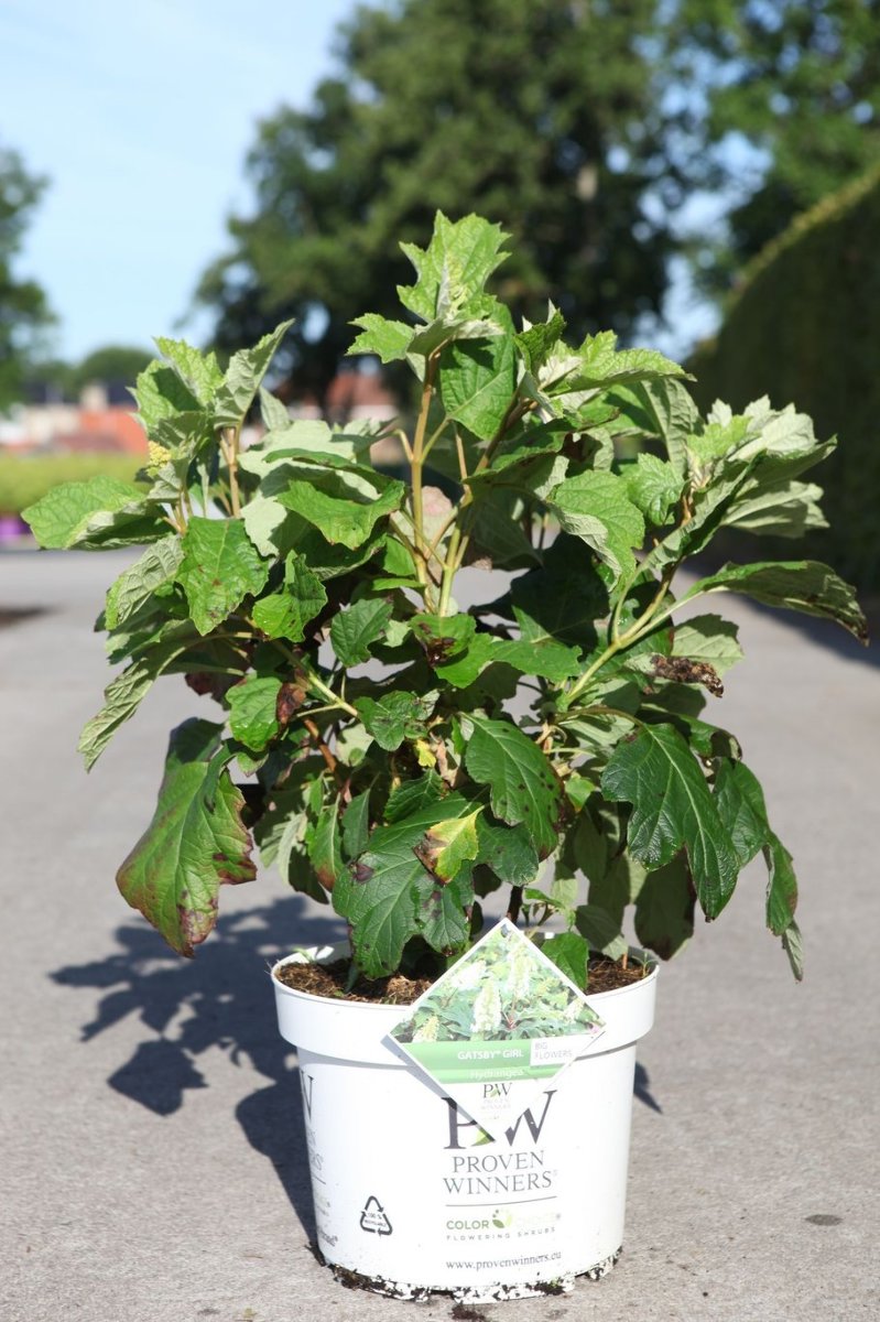 Main image on product details page