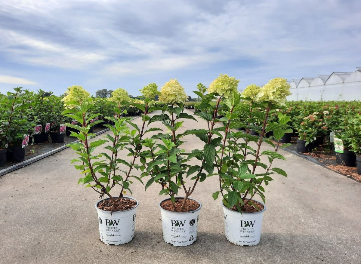 Main image on product details page