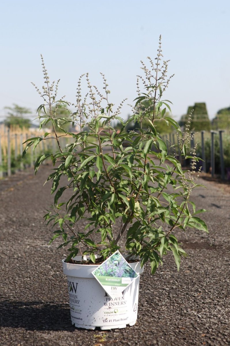 Main image on product details page