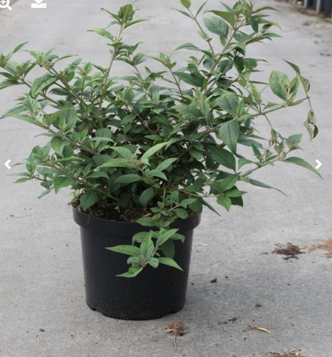 Main image on product details page