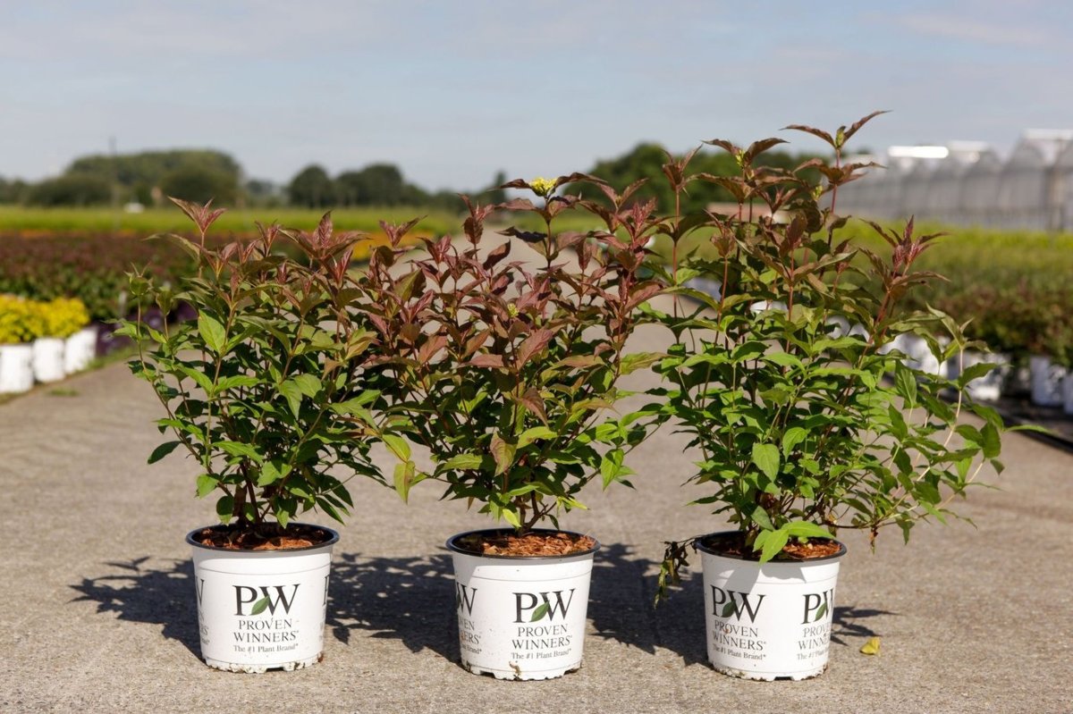 Main image on product details page