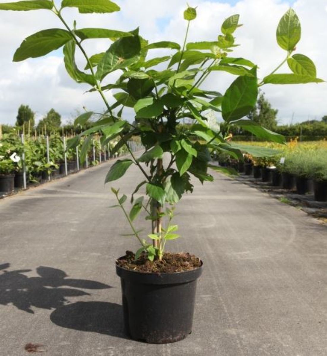 Main image on product details page