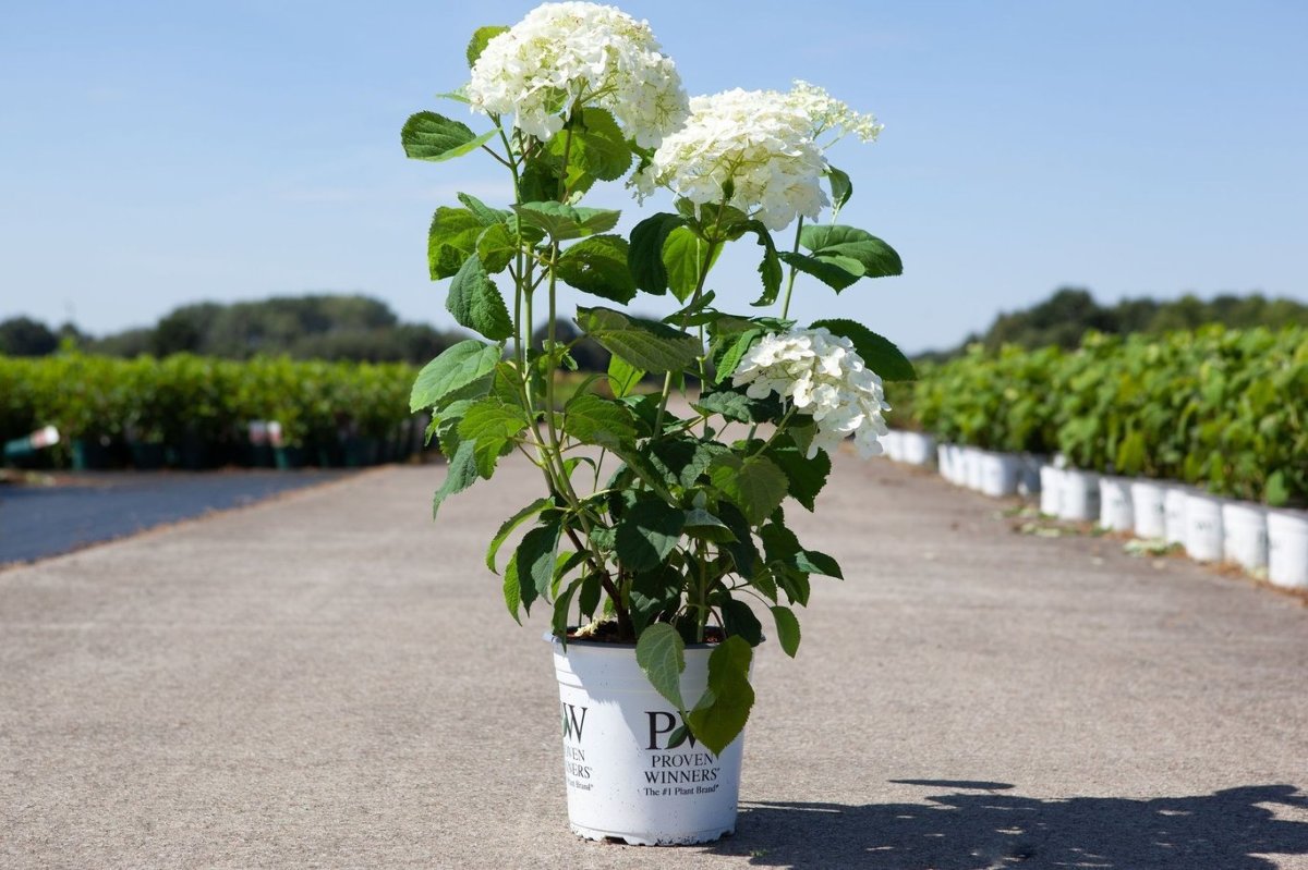 Main image on product details page