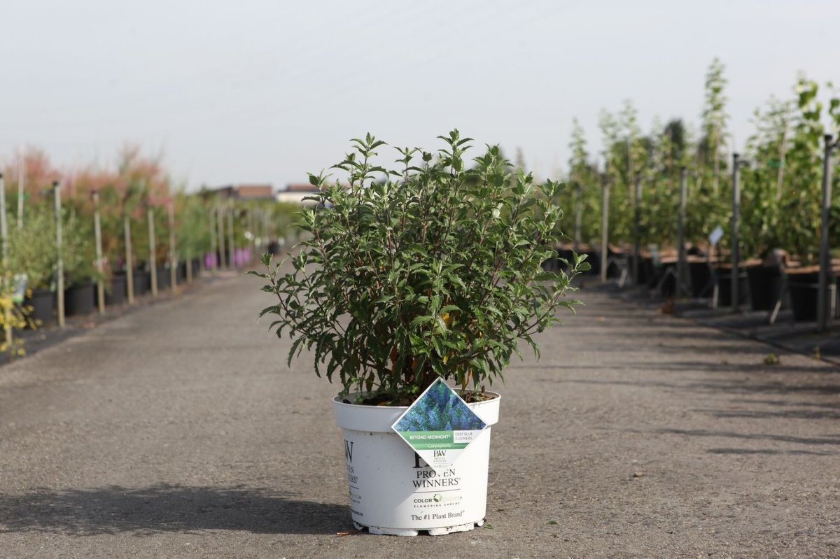 Main image on product details page