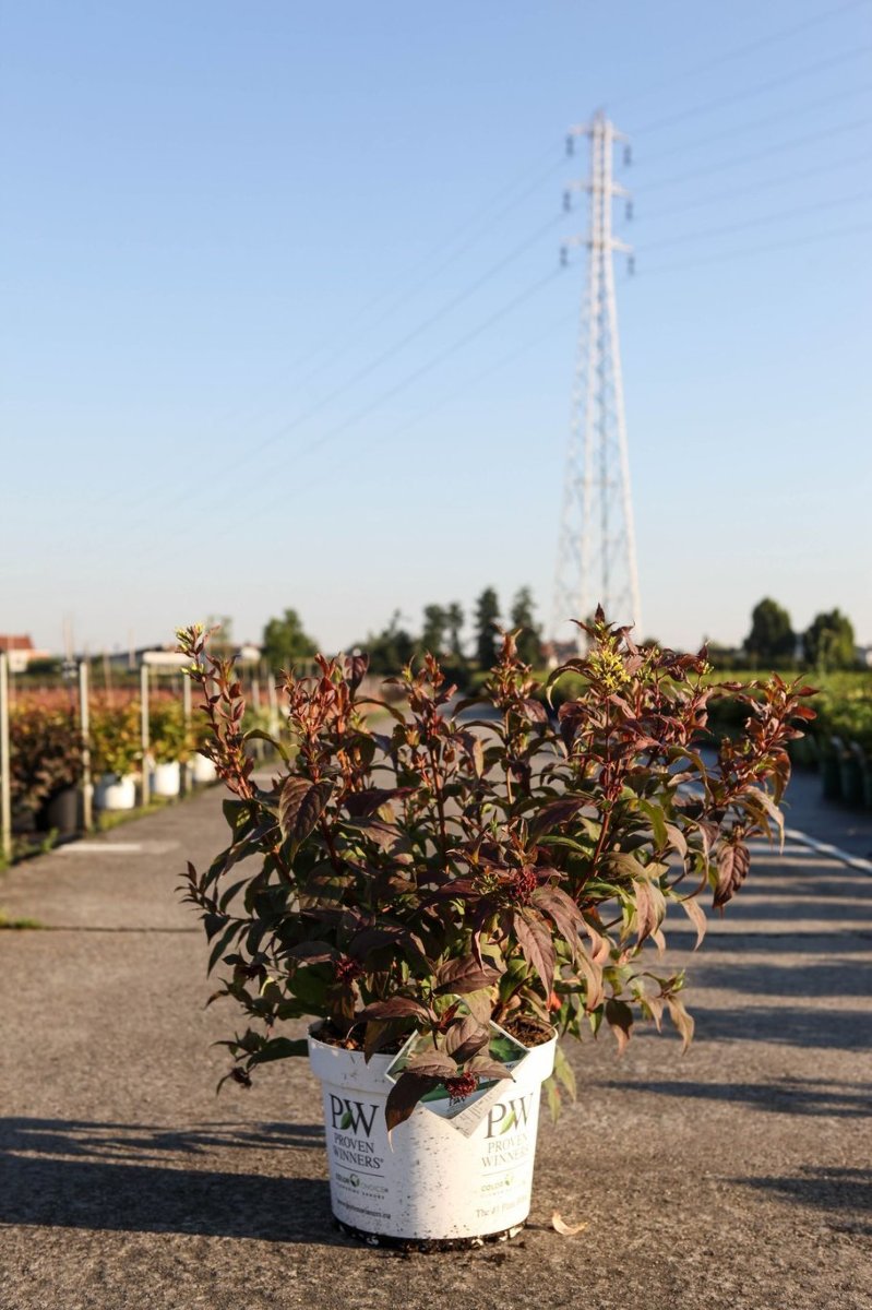 Main image on product details page