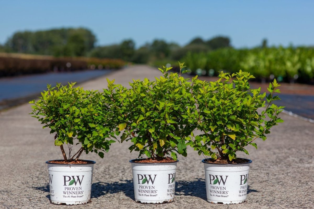 Main image on product details page