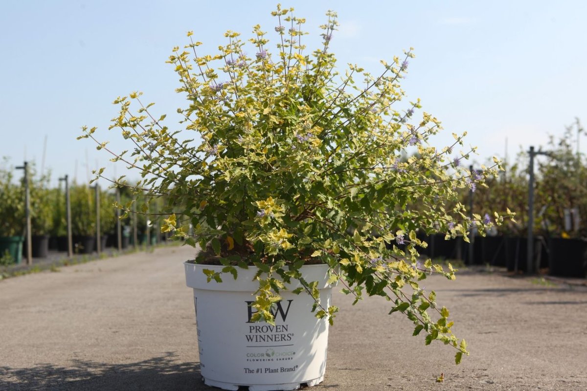 Main image on product details page