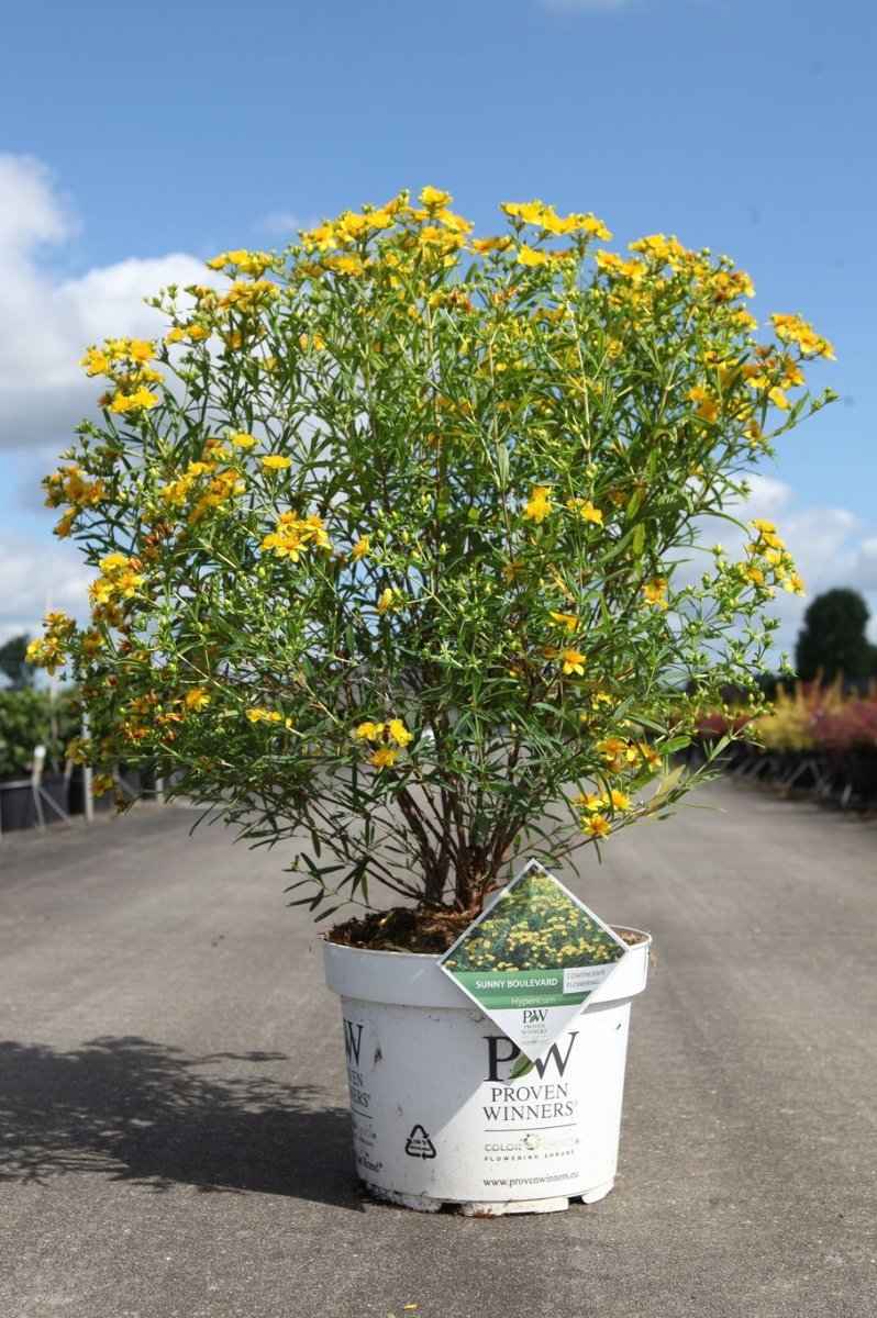 Main image on product details page