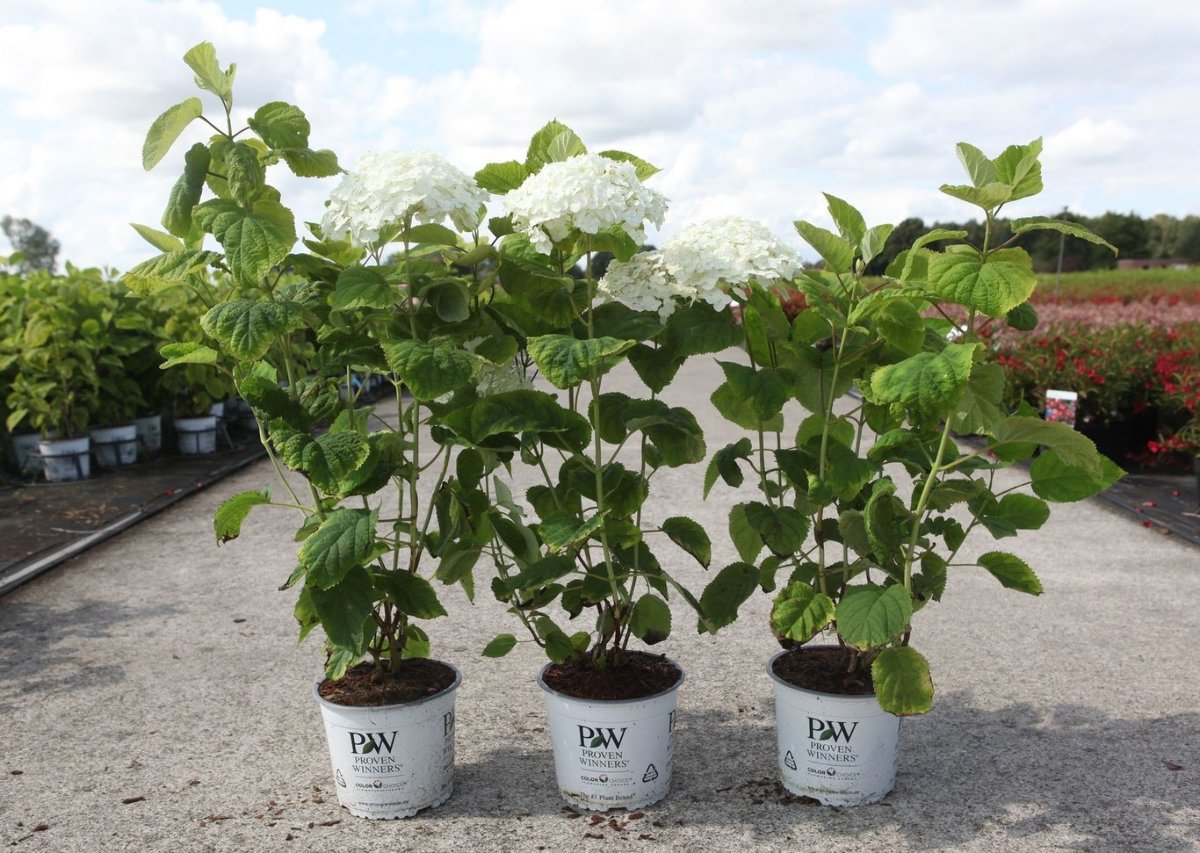 Main image on product details page