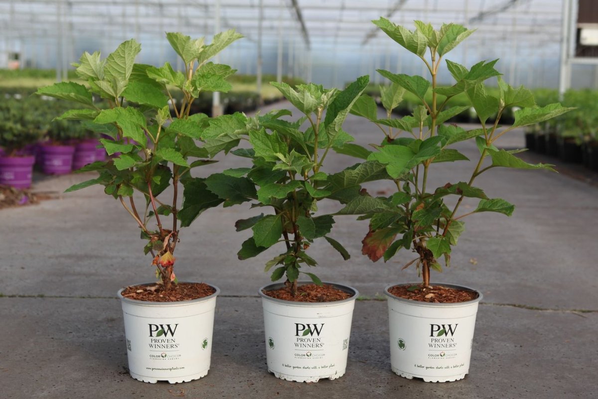 Main image on product details page