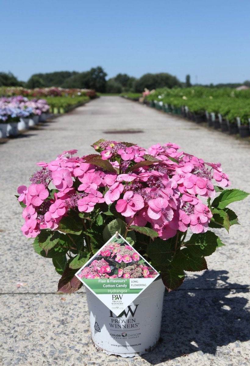 Main image on product details page